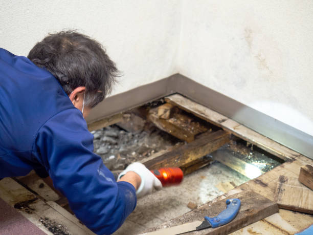 Best Fast Mold Removal  in Franconia, VA