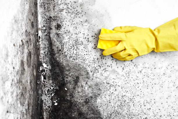 Best Same-Day Mold Removal  in Franconia, VA