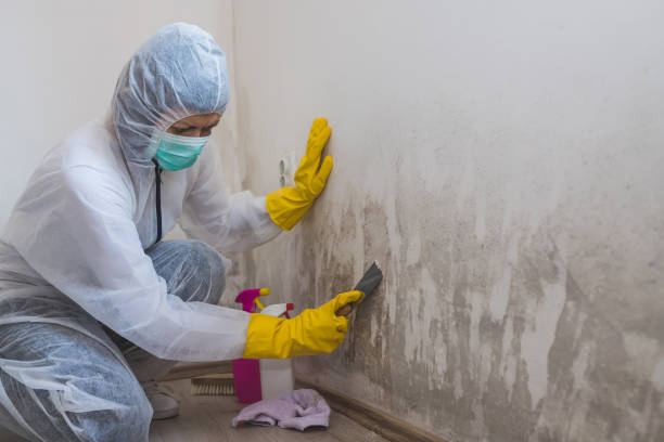 Best Affordable Mold Removal  in Franconia, VA