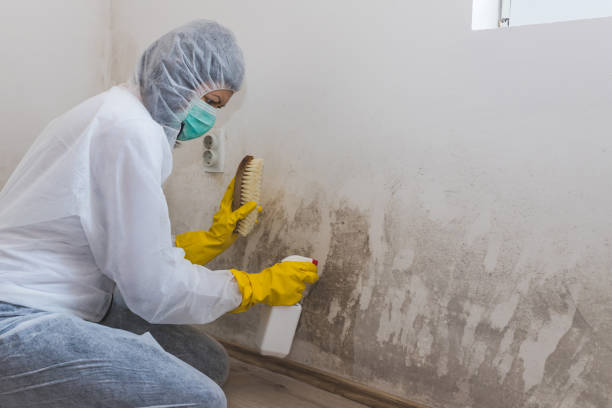 Best Mold Damage Repair  in Franconia, VA