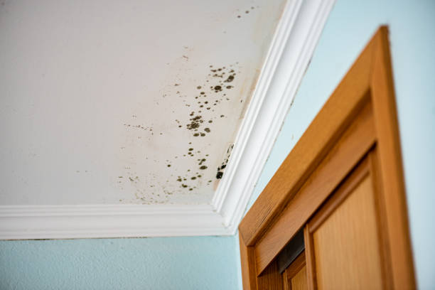 Best Local Mold Removal Service  in Franconia, VA