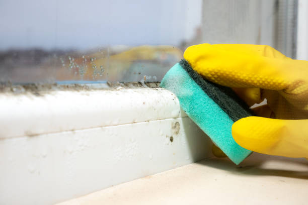 Best Black Mold Removal  in Franconia, VA