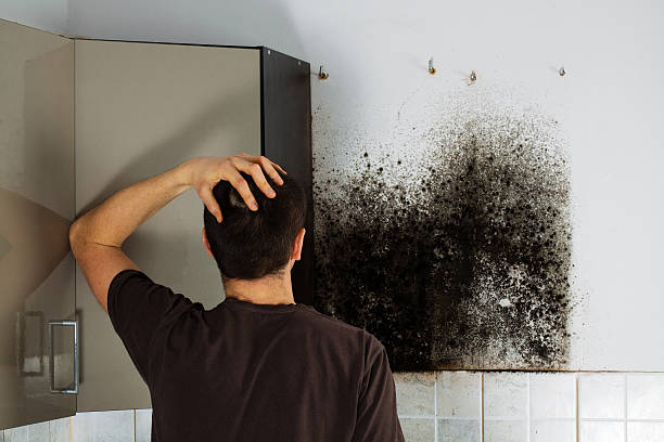 Mold Removal Process in Franconia, VA